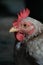 Laying hens that id maintain by Indonesian society