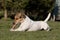 Laying Jack Russel Terrier