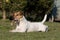 Laying Jack Russel Terrier