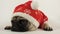 Laying pug with santa costume