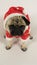 Laying pug with santa costume