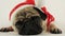 Laying pug with santa costume
