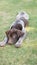 Laying spread out German shorthair pointer puppy