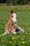 Laying welsh pony foal