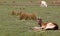 Laying Young horned deer