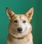 Layka husky dog. Detailed portrait on a blue background.