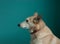 Layka husky dog. Detailed portrait on a blue background.
