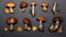 Layout of edible forest mushrooms freshly picked in the taiga, in two horizontal rows. On a gray matte backing