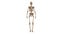 The layout of the human skeleton. 3d rendering.