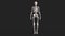 The layout of the human skeleton. 3d rendering.