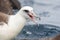 Laysan Albatros, Phoebastria immutabilis