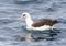 Laysan Albatros, Phoebastria immutabilis