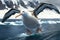 Laysan albatross (Diomedea immutabilis) in Japan, AI generated