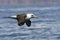 Laysan albatross that flies over the waters