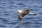 Laysan albatross that hovers over the waters of the Pacific