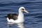 Laysan albatross that sits on the waters of the Pacific