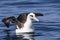 Laysan albatross sitting opened wings on the water