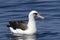 Laysan albatross sitting on the waves near the Commander