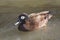 Laysan Duck, Anas laysanensis, relaxed on the water