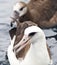 Laysanalbatros, Laysan Albatross, Phoebastria immutabilis