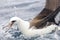 Laysanalbatros, Laysan Albatross, Phoebastria immutabilis