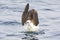Laysanalbatros, Laysan Albatross, Phoebastria immutabilis