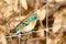 Lazuli Bunting