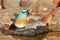 Lazuli Bunting