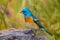 Lazuli Bunting