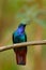 Lazuline Sabrewing, Campylopterus falcatus, El Dorado Lodge, Nevado de Santa Marta, hummingbird sitting on the branch