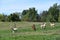 Lazy Acre Alpacas in Bloomfield, New York