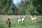 Lazy Acre Alpacas in Bloomfield, New York