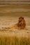 Lazy adult male lion gazes at tourists on safari in Namibia