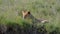 Lazy African Lioness Lying On Grass In Savannah Resting After Eating Prey