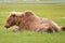 Lazy Alaska Brown Grizzly Bear in Katmai