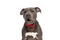 Lazy american staffordshire terrier dog with bowtie panting