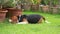 Lazy beagle dog take some rest on lawn and two beagle puppy are playing