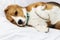 A lazy Beagle lies in his master`s bed. Pet