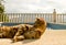 Lazy bengal cat comfortably lies near the swimming pool