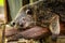 Lazy binturong or philipino bearcat relaxing on the tree, Palawan, Philippines