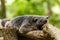 Lazy binturong or philipino bearcat relaxing on the tree, Palawan, Philippines