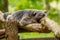 Lazy binturong or philipino bearcat relaxing on the tree, Palawan, Philippines