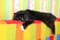 Lazy black cat laying on colored back of sofa