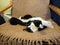 A lazy black and white cat is stretched out on a brown bedspread or rug. The young animal is asleep or has just awakened.