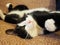 A lazy black and white cat is stretched out on a brown bedspread or rug. The young animal is asleep or has just awakened.