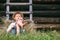 Lazy boy lies in grass under the barn - careless summer on count