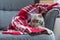 Lazy British Short Hair cat lying in the armchair with a Christmas colors blanket