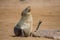 Lazy brown fur seal, Cape Cross, Namibia