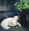 Lazy cat lay down on ground relax time.Cute little white kitten sleeps on fur white blanket.Close-up portrait of a white kitten wi