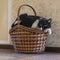 Lazy cat lies on basket. black and white with green eyes